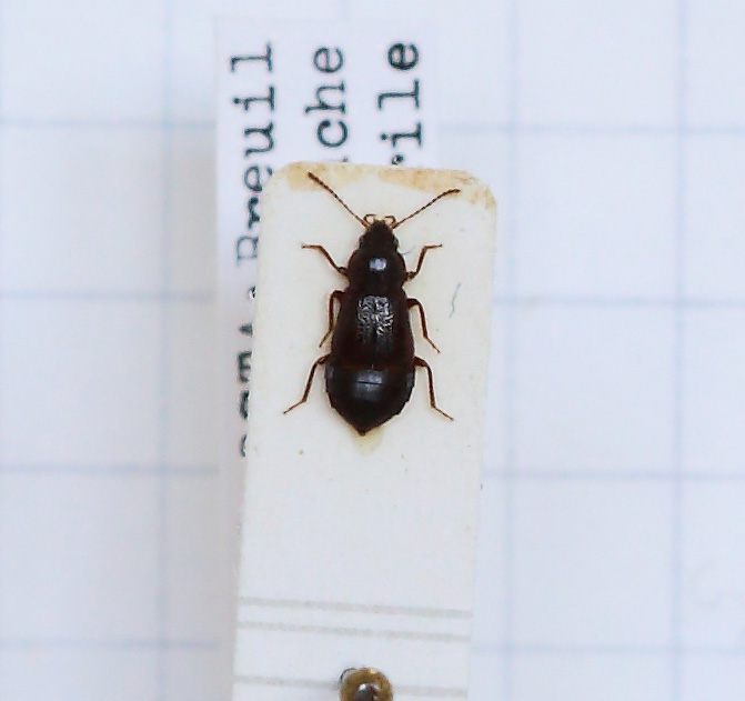 Olophrum consimile (esemplare)