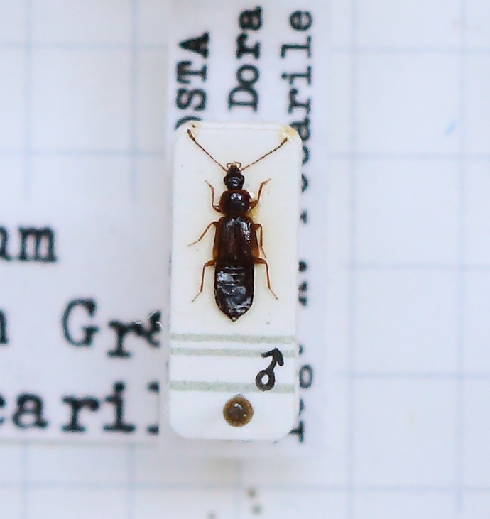 Arpedium quadrum (esemplare)