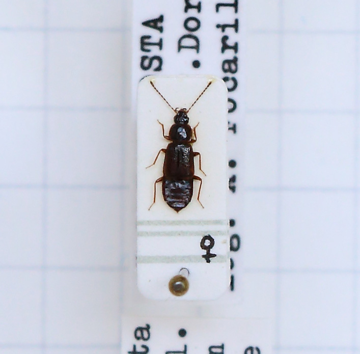 Arpedium quadrum (esemplare)