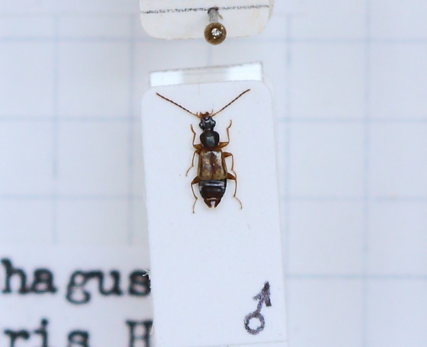 Anthophagus (Dimorphoschelus) alpestris (esemplare)