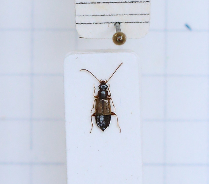 Anthophagus (Dimorphoschelus) alpestris (esemplare)