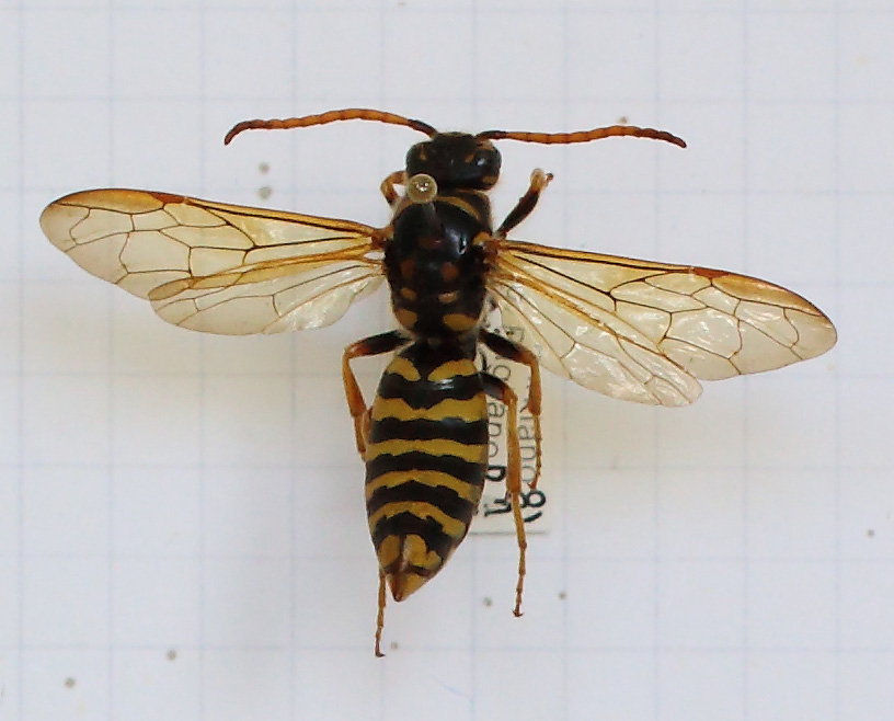 Polochrum repandum (esemplare)