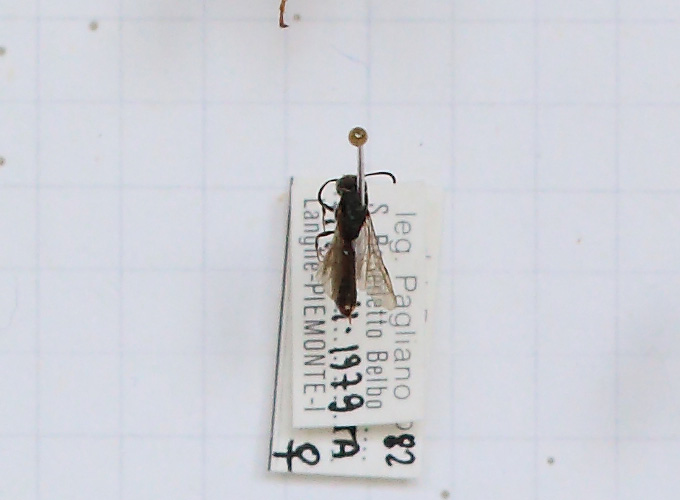 Sapygina decemguttata (esemplare)