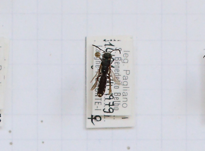 Sapygina decemguttata (esemplare)