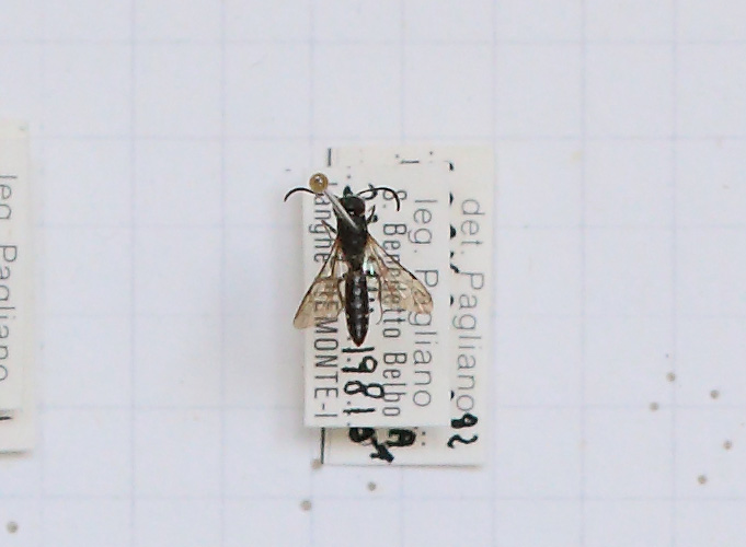 Sapygina decemguttata (esemplare)