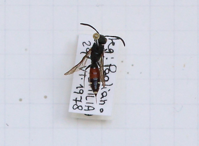 Sapyga quinquepunctata (esemplare)