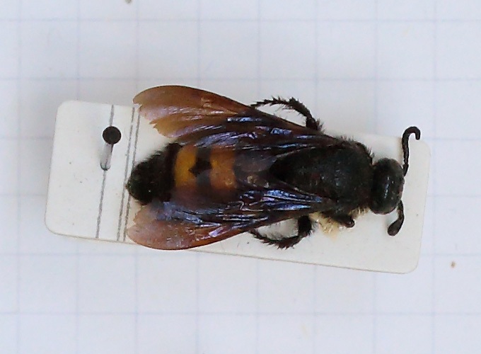 Scolia (Discolia) hirta (esemplare)