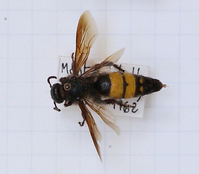 Scolia (Discolia) hirta (esemplare)