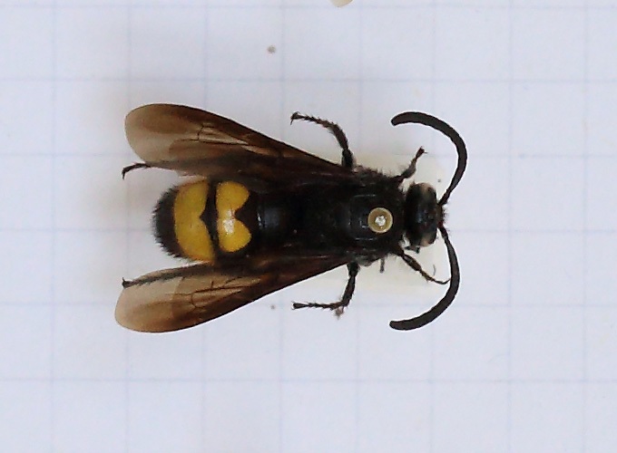 Scolia (Discolia) hirta (esemplare)