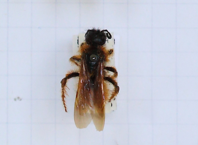 Dasyscolia ciliata (esemplare)