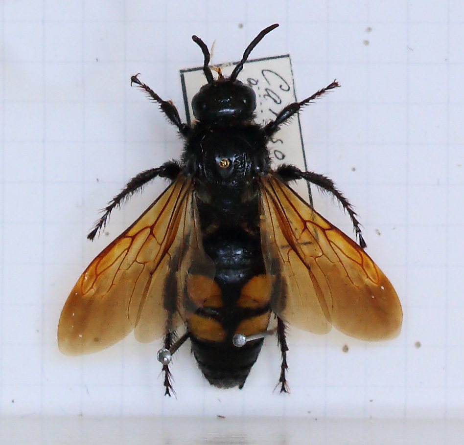 Campsomeris quadrimaculata (esemplare)