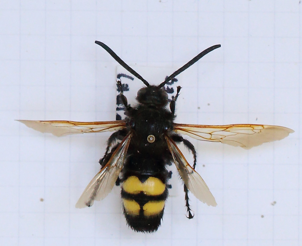 Campsomeris quadrimaculata (esemplare)