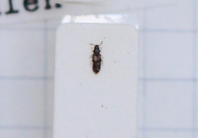 Phloeostiba plana (esemplare)