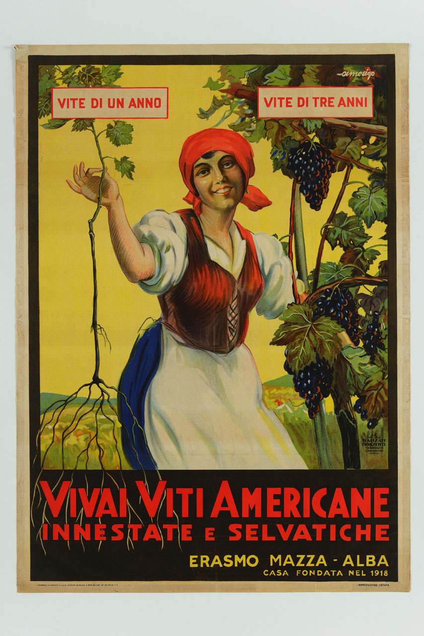 una contadina con fazzoletto e bustino rossi compara una pianta di vite di un anno sulla sinistra con una pianta cresciuta tre anni sulla destra (manifesto) di Amerigo - ambito italiano (sec. XX)