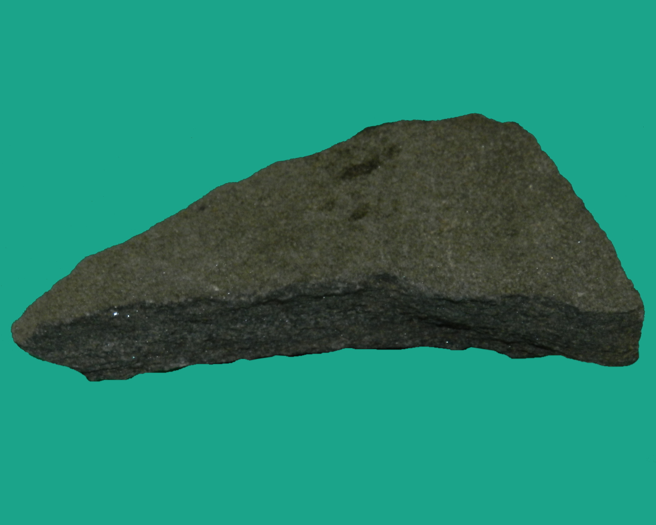 Arenaria (esemplare)