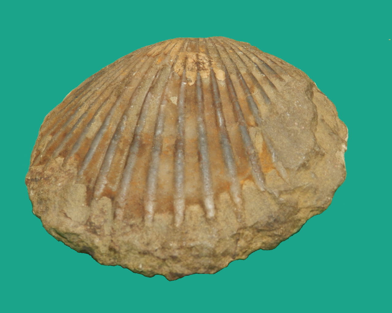 Arenaria con bivalve (esemplare)