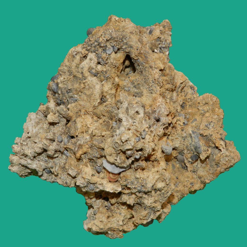Puddinga (esemplare)