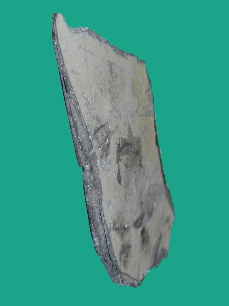 Ardesia (esemplare)