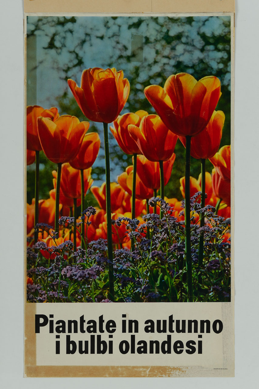 tulipani in fiore (locandina) - ambito olandese (metà sec. XX)