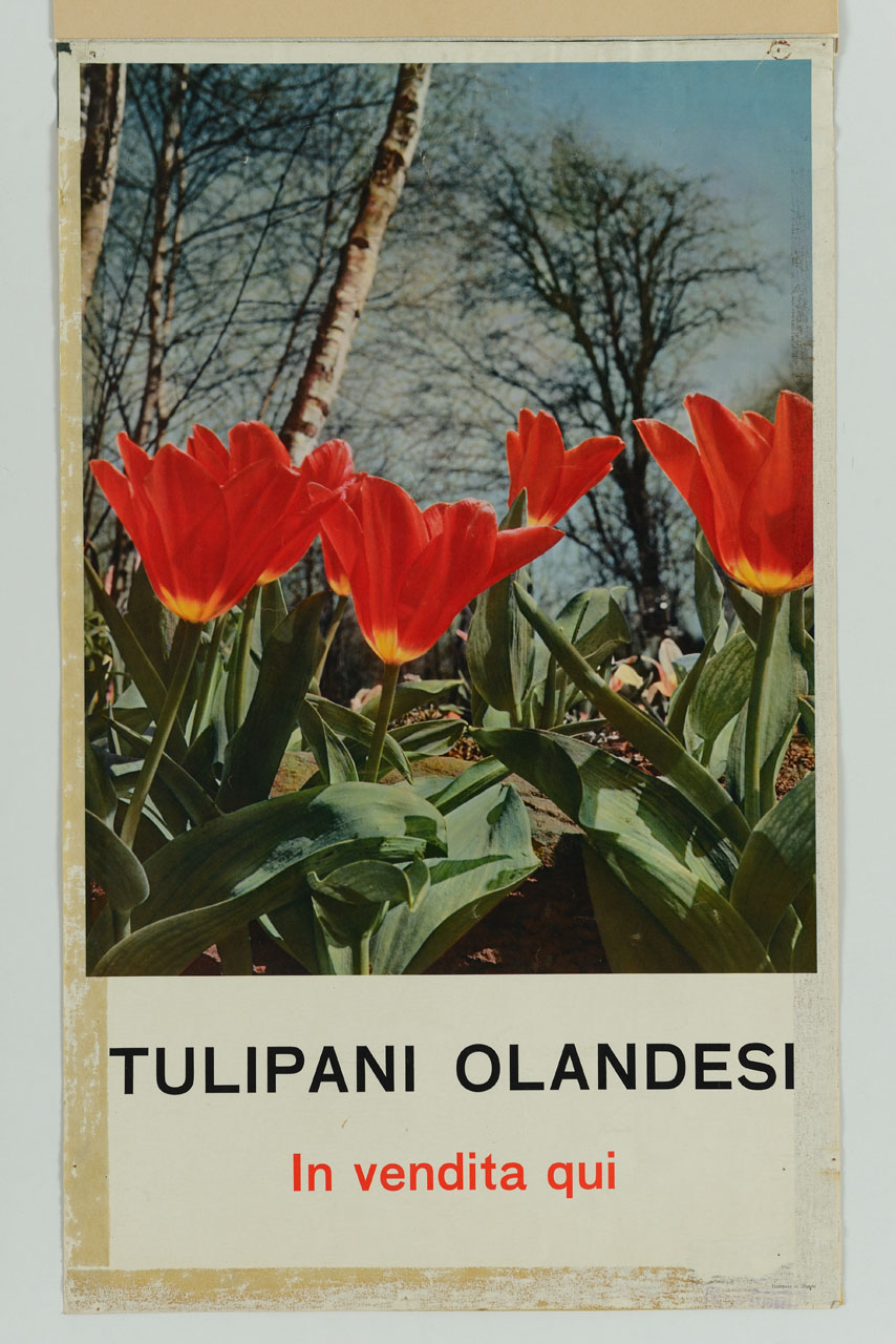 tulipani sullo sfondo di alberature spoglie (manifesto) - ambito olandese (sec. XX)