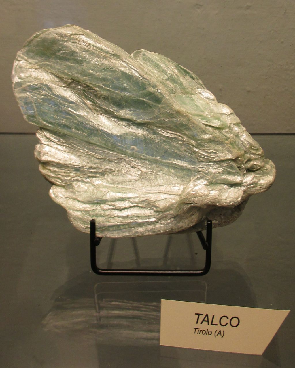 Talco (esemplare)