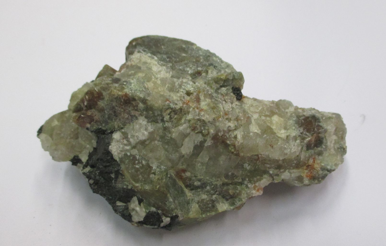 Cordiente (esemplare)