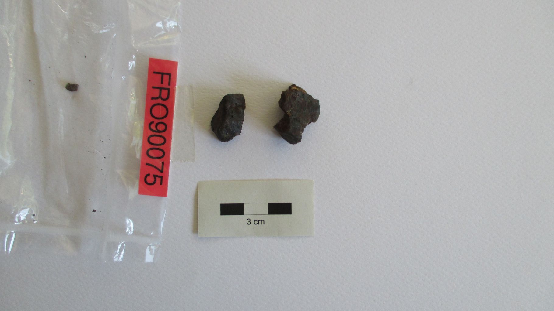 Condrite ordinaria (esemplare)