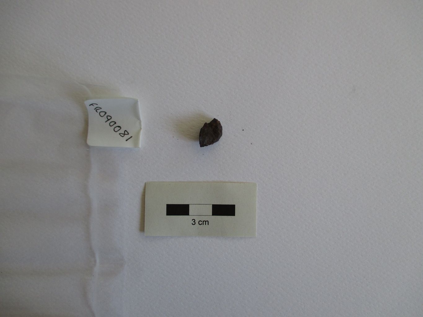 Condrite ordinaria (esemplare)