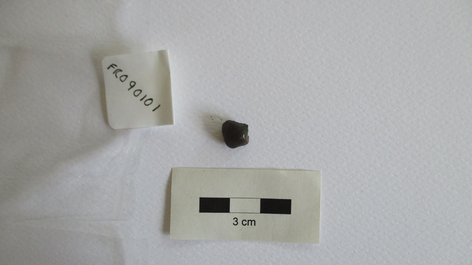 Condrite ordinaria (esemplare)