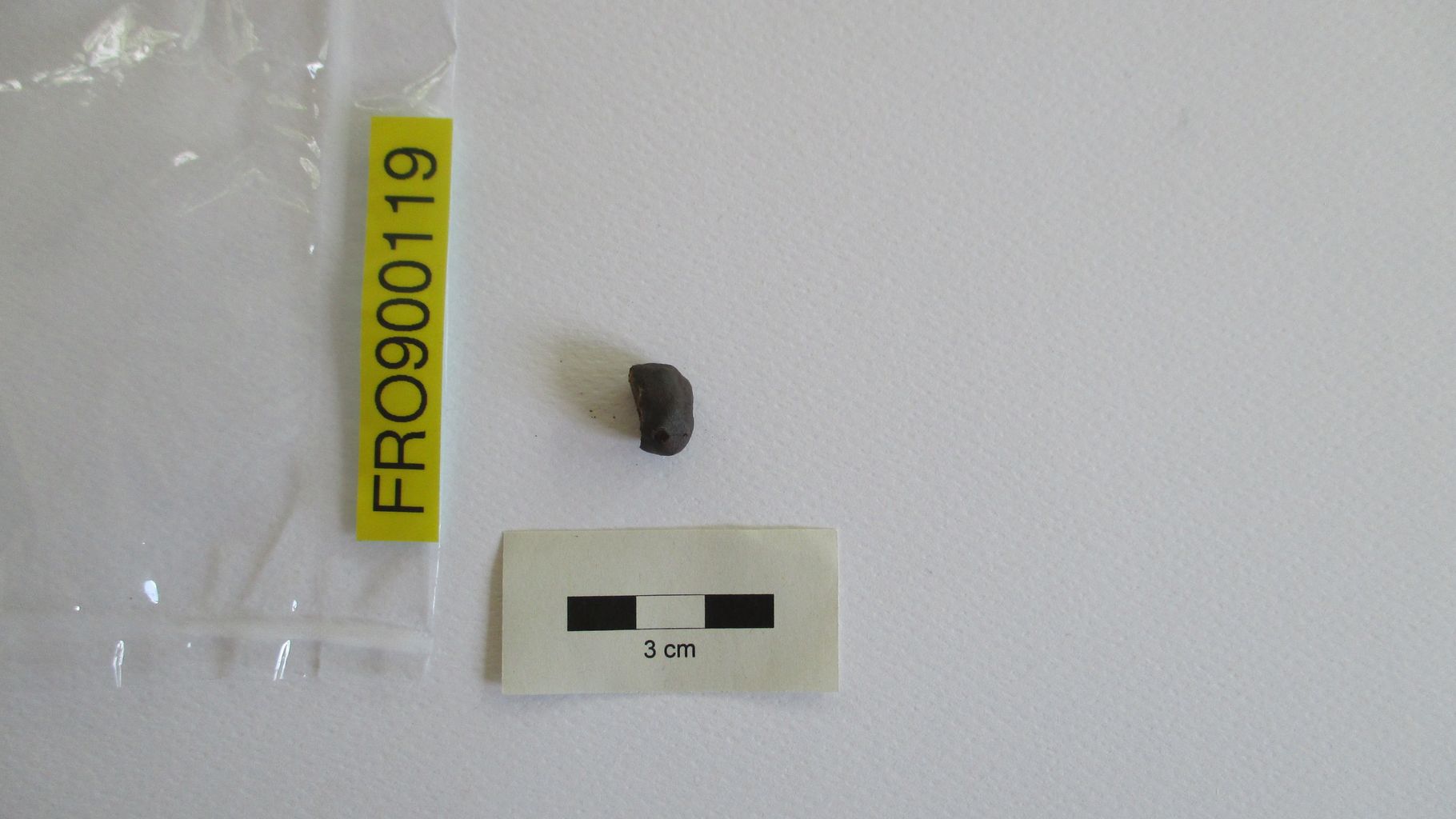 Condrite ordinaria (esemplare)