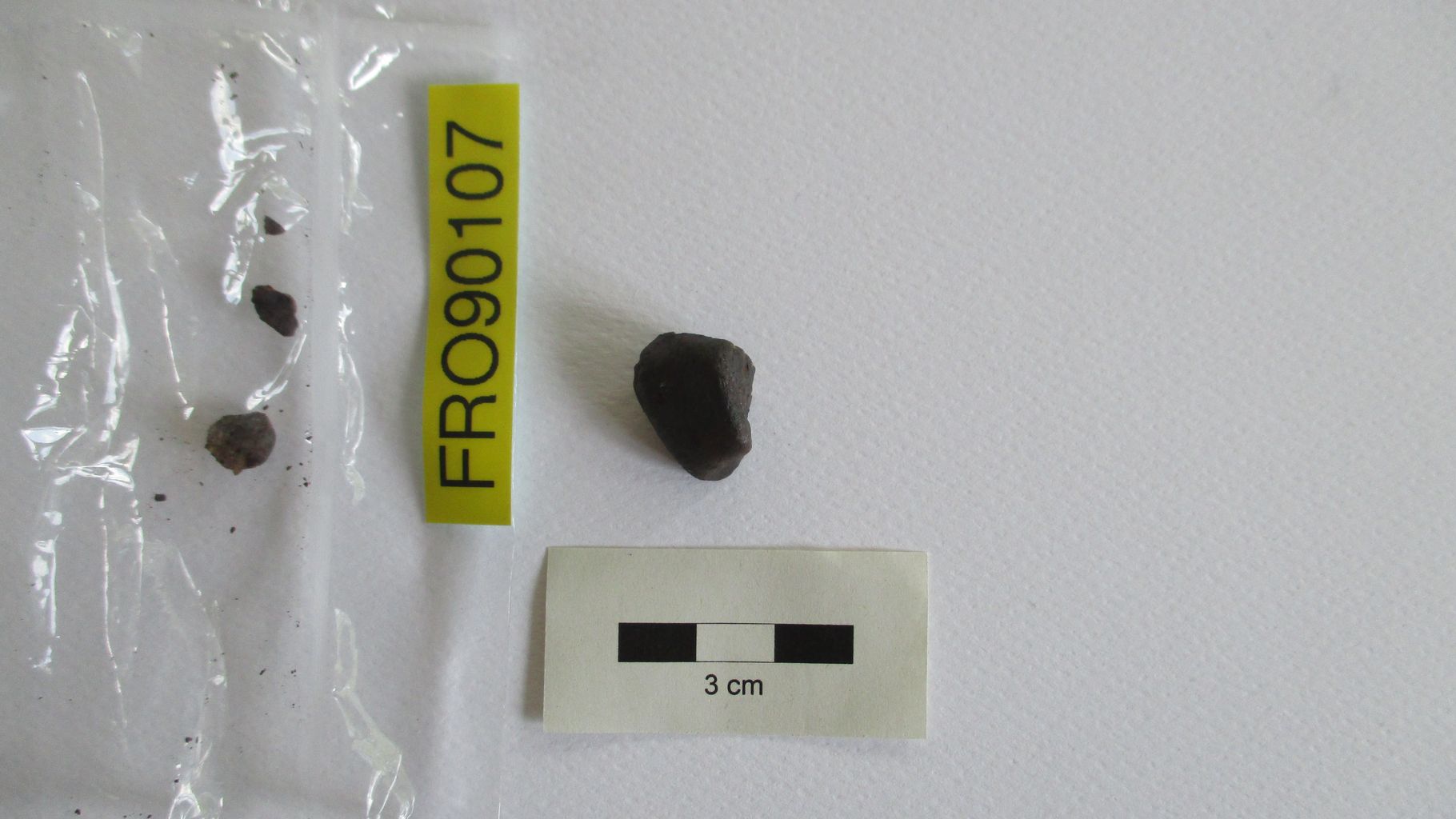 Condrite ordinaria (esemplare)