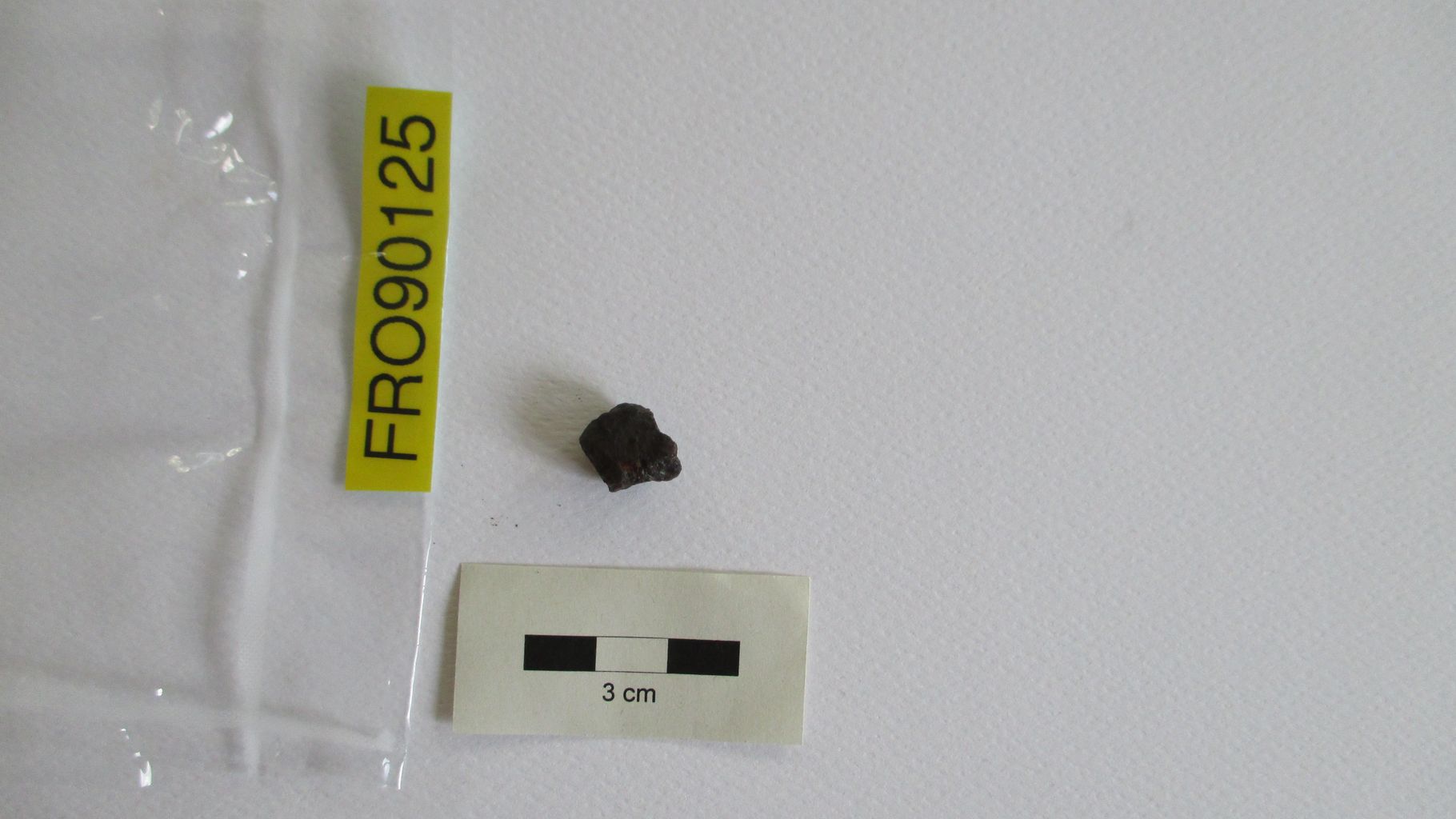 Condrite ordinaria (esemplare)