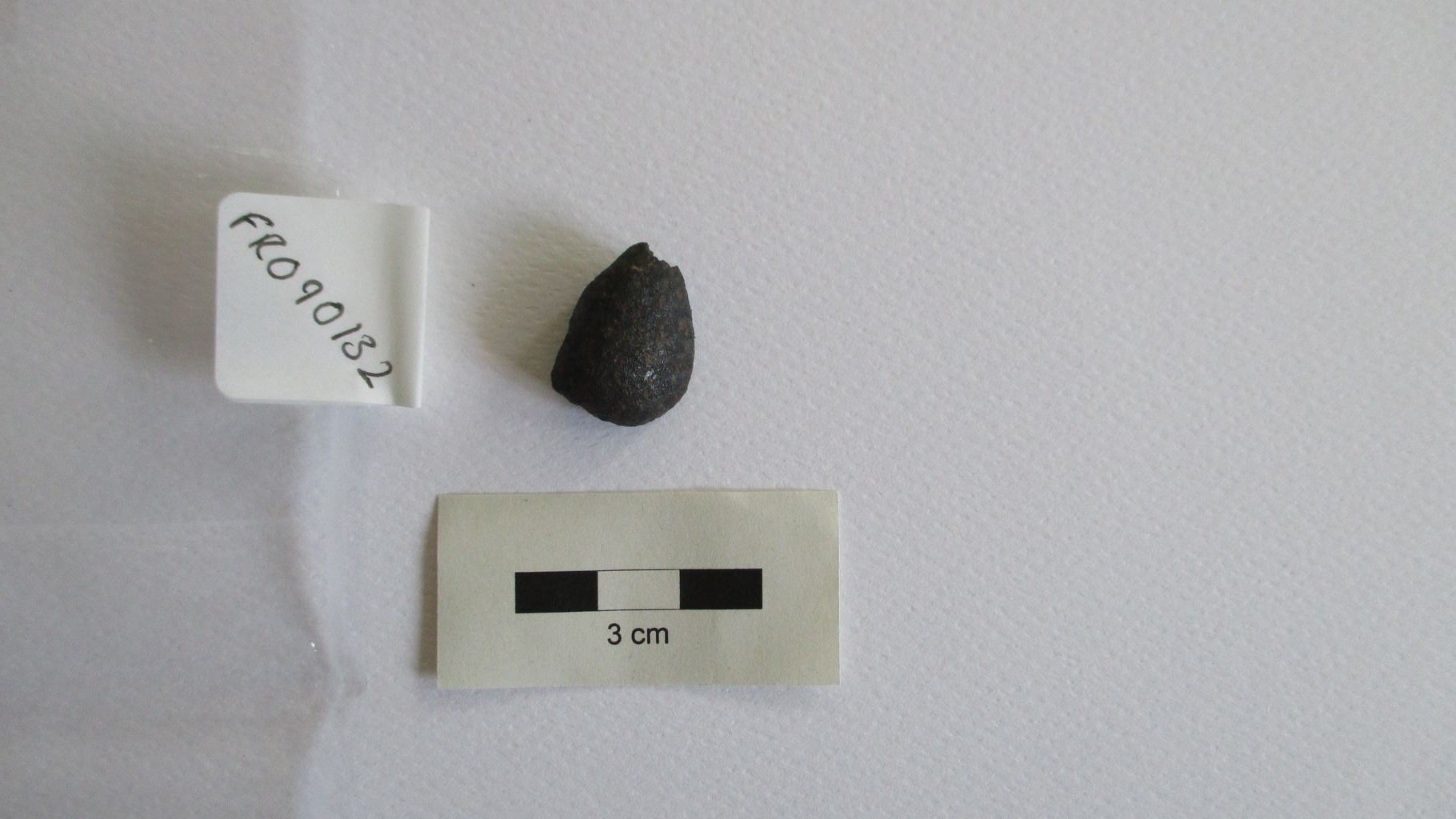 Condrite ordinaria (esemplare)