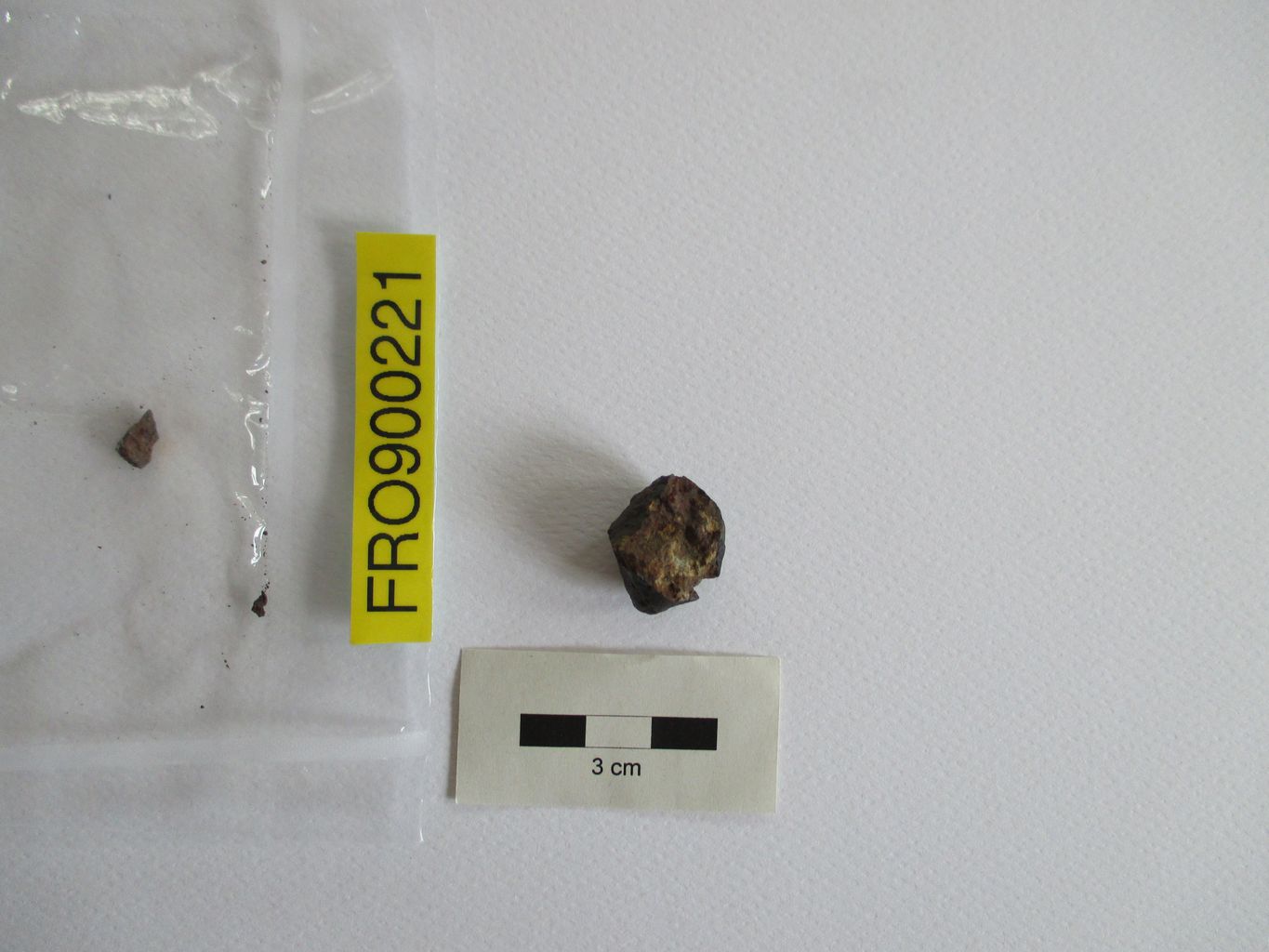 Condrite ordinaria (esemplare)