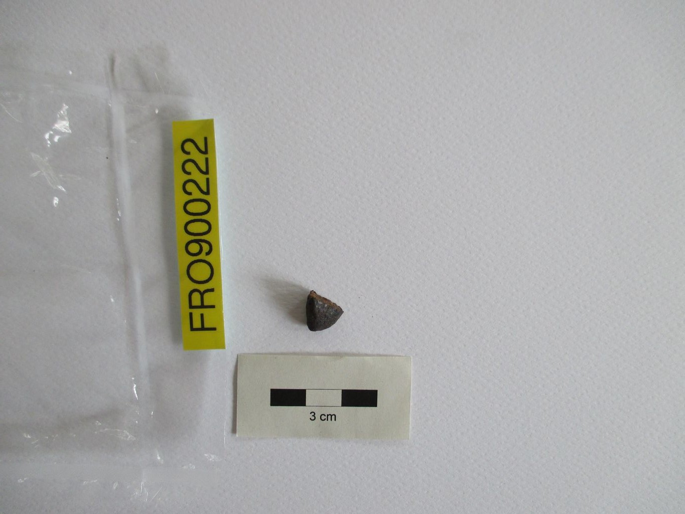 Condrite ordinaria (esemplare)