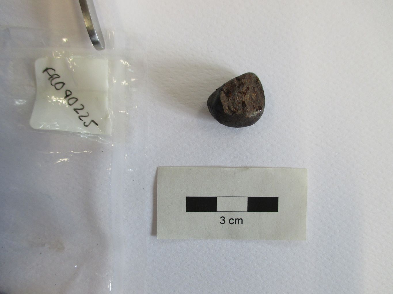 Condrite ordinaria (esemplare)