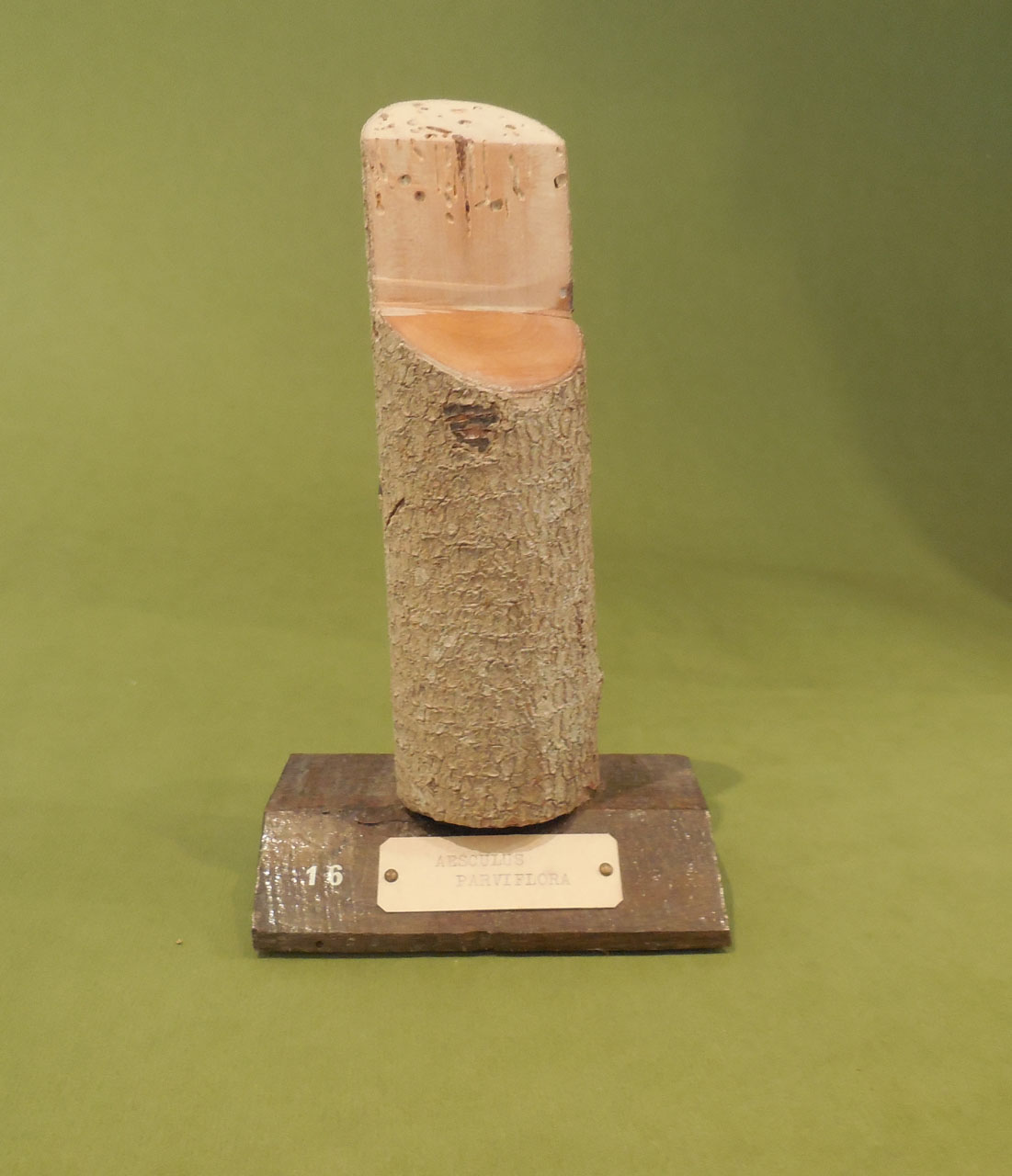 Aesculus parviflora - campione, Herbarium Universitatis Senensis, Collezione xiloteca (1864 - 1950)