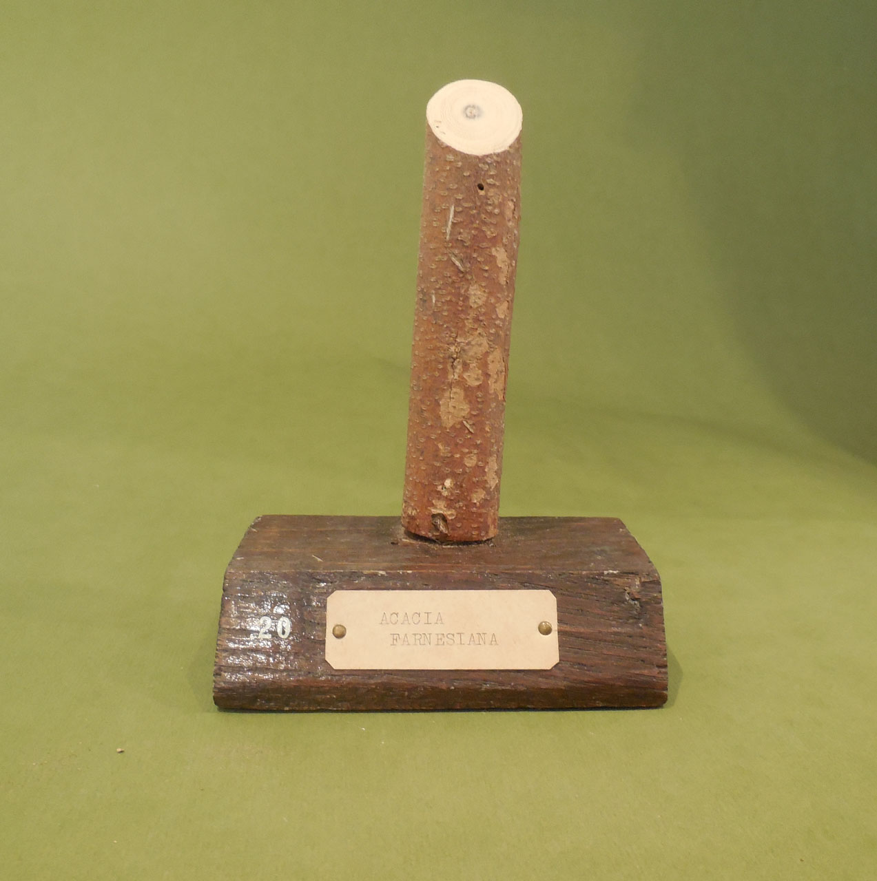 Acacia farnesiana - campione, Herbarium Universitatis Senensis, Collezione xiloteca (1864 - 1950)