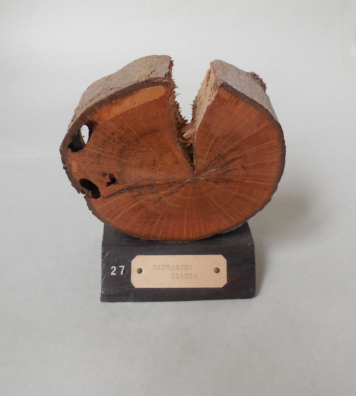 Casuarina glauca - campione, Herbarium Universitatis Senensis, Collezione xiloteca (1864 - 1950)