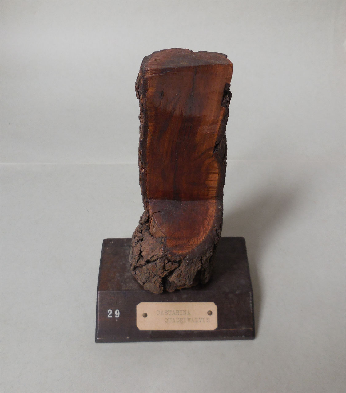 Casuarina quadrivalvis - campione, Herbarium Universitatis Senensis, Collezione xiloteca (1864 - 1950)