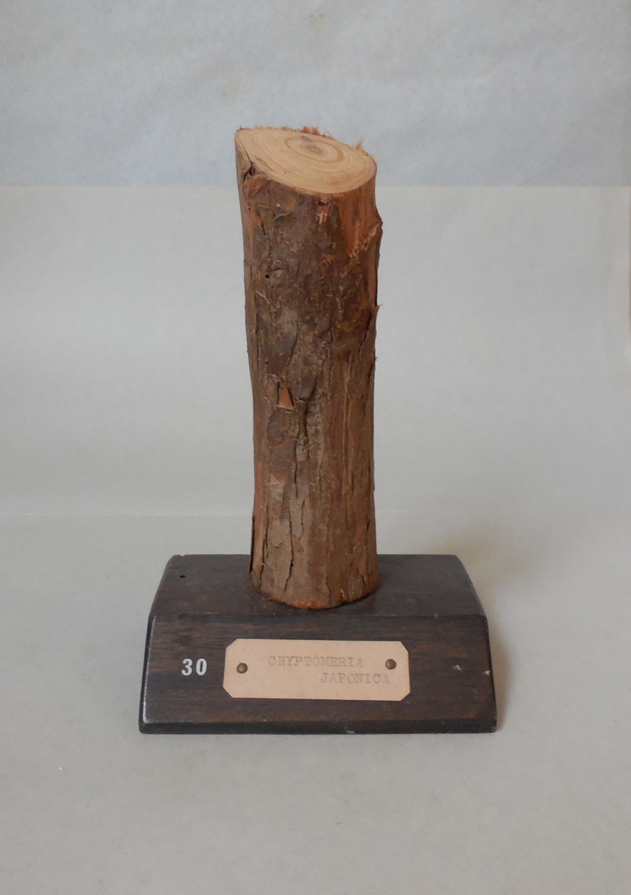 Cryptomeria japonica - campione, Herbarium Universitatis Senensis, Collezione xiloteca (1864 - 1950)