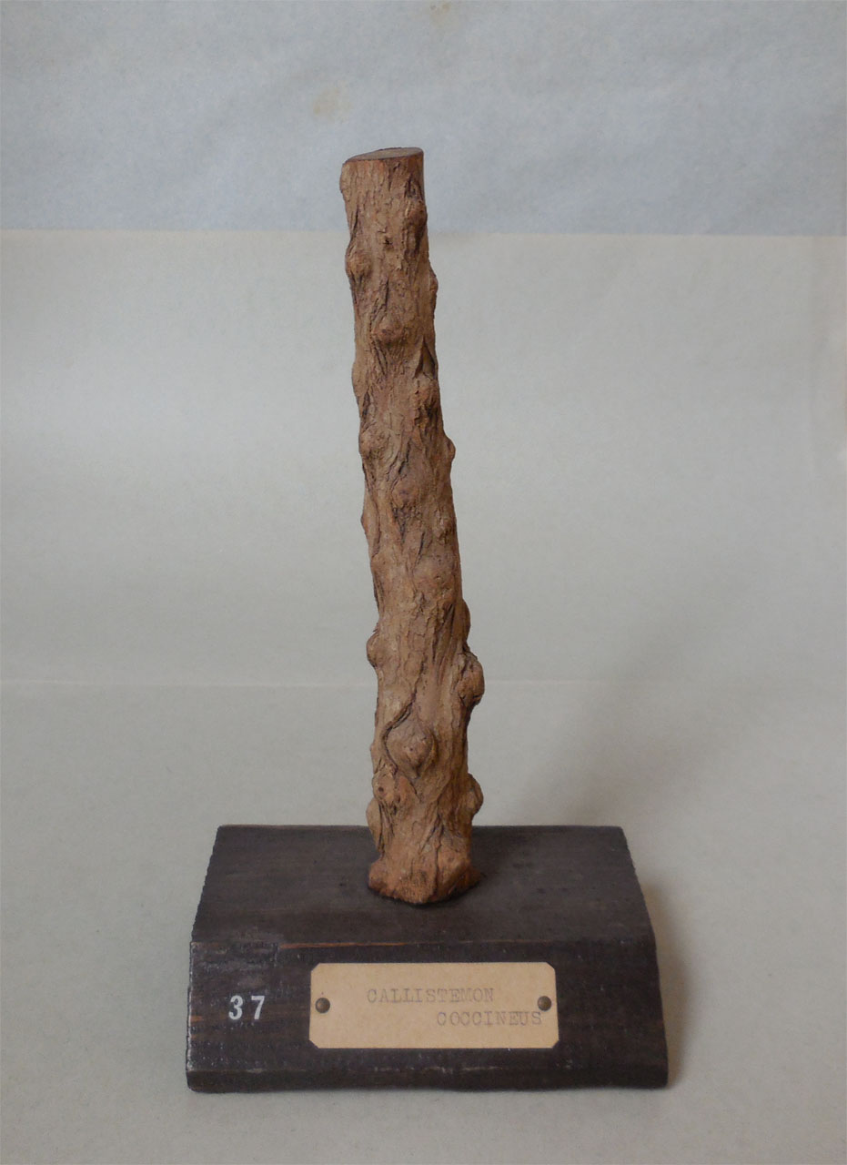 Callistemon coccineus - campione, Herbarium Universitatis Senensis, Collezione xiloteca (1864 - 1950)