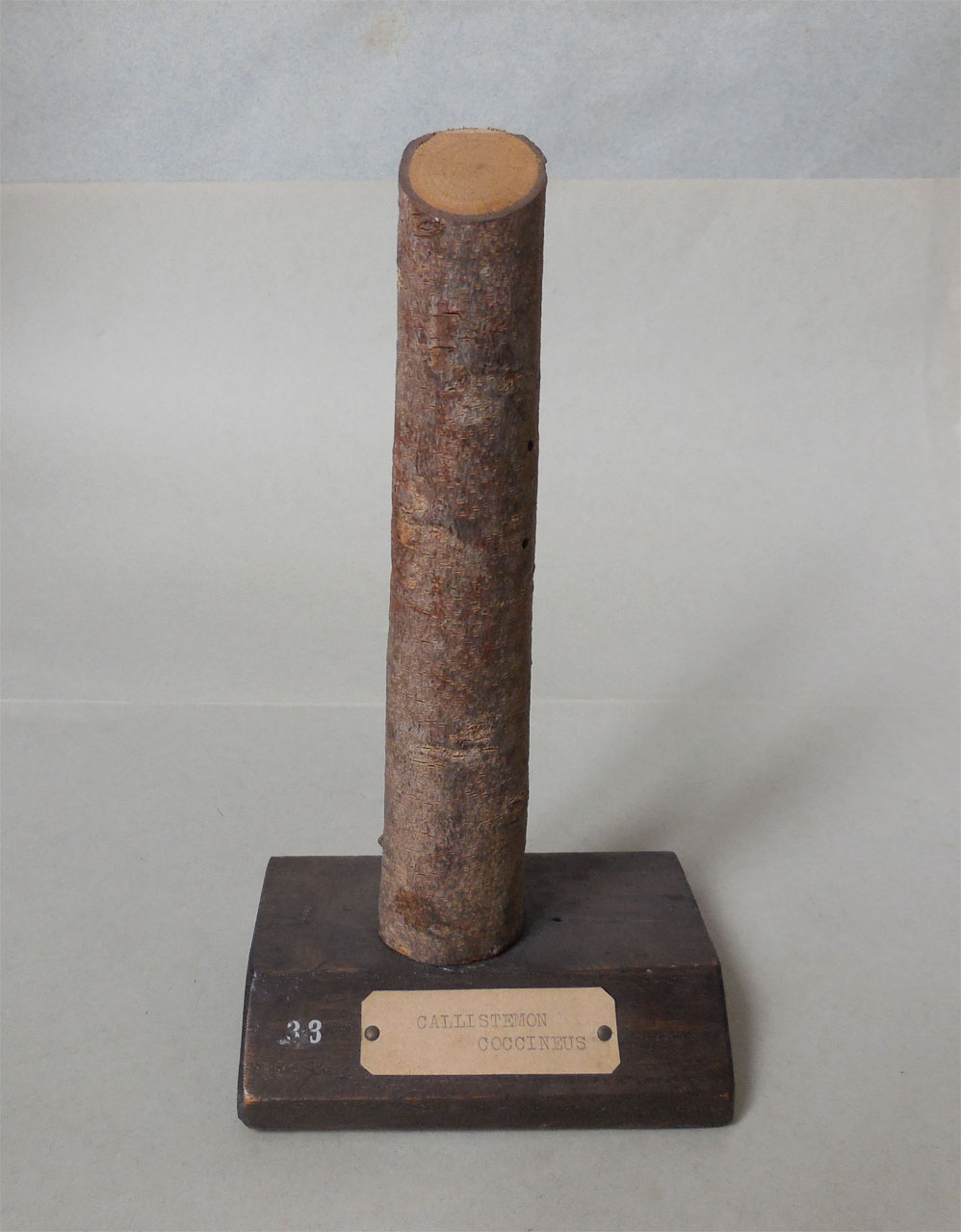 Callistemon coccineus - campione, Herbarium Universitatis Senensis, Collezione xiloteca (1864 - 1950)