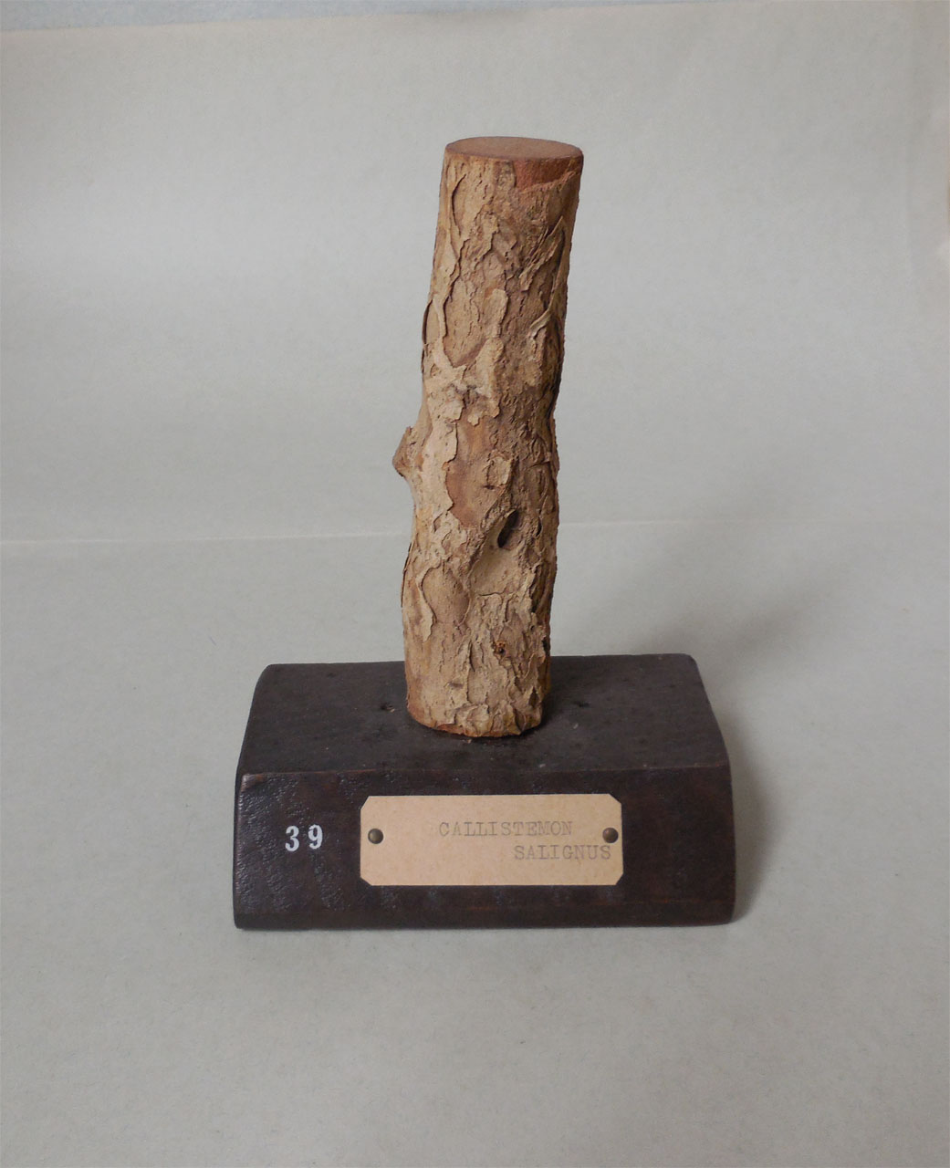 Callistemon salignus - campione, Herbarium Universitatis Senensis, Collezione xiloteca (1864 - 1950)