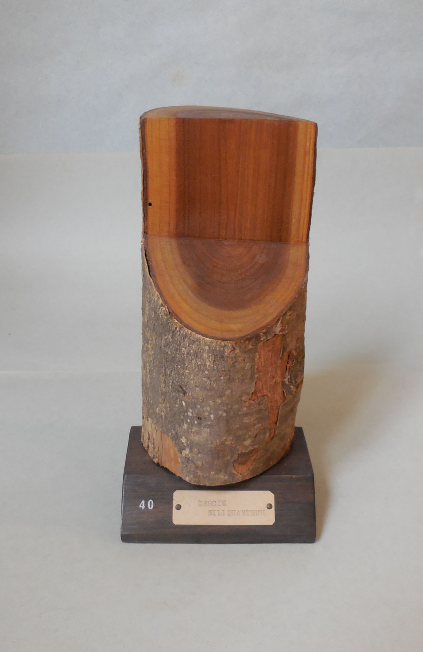 Cercis siliquastrum - campione, Herbarium Universitatis Senensis, Collezione xiloteca (1864 - 1950)