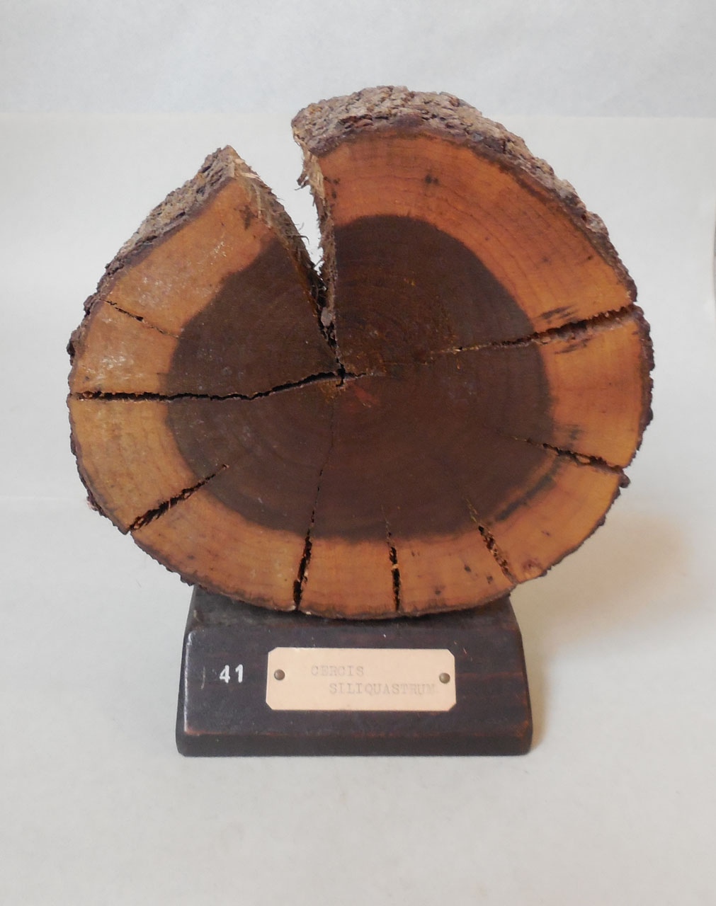 Cercis siliquastrum - campione, Herbarium Universitatis Senensis, Collezione xiloteca (1864 - 1950)