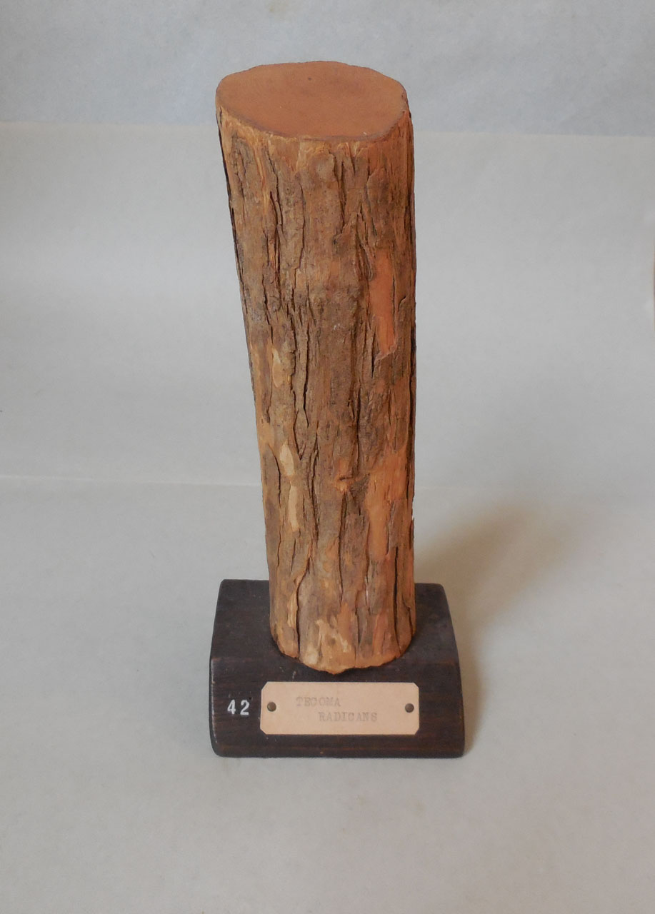 Tecoma radicans - campione, Herbarium Universitatis Senensis, Collezione xiloteca (1864 - 1950)