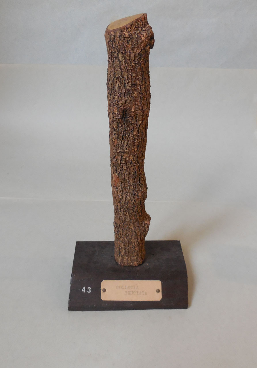 Colletia cruciata - campione, Herbarium Universitatis Senensis, Collezione xiloteca (1864 - 1950)
