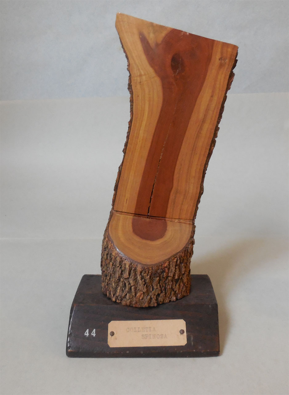 Colletia spinosa - campione, Herbarium Universitatis Senensis, Collezione xiloteca (1864 - 1950)