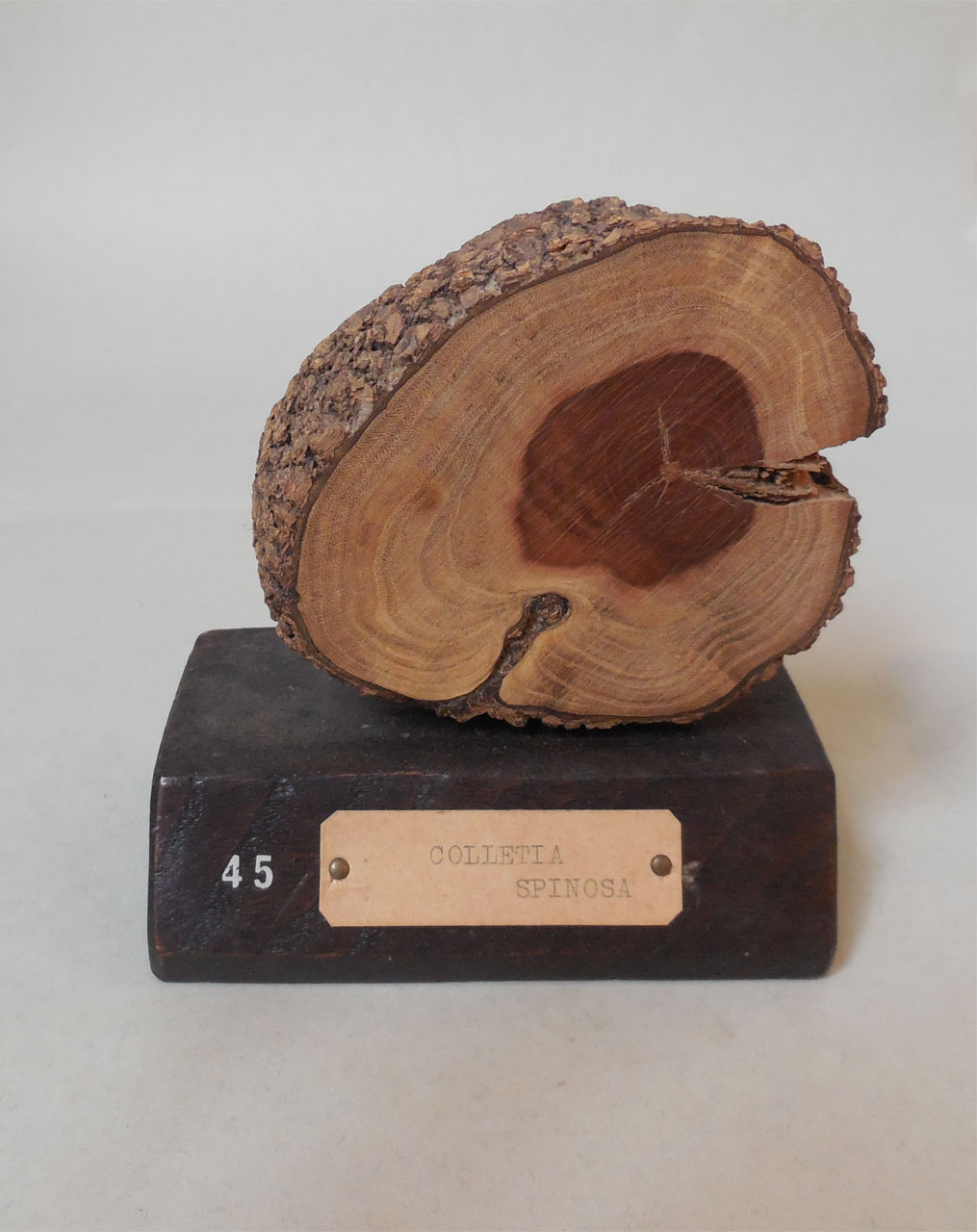 Colletia spinosa - campione, Herbarium Universitatis Senensis, Collezione xiloteca (1864 - 1950)